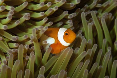  Batı Amphiprion Oktellaris
