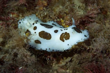 Discodoris atromaculata Akdeniz Çıplaklığı