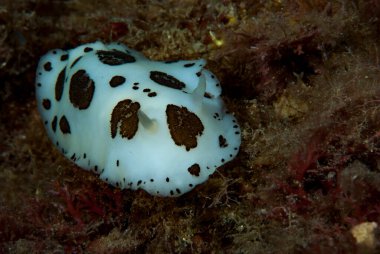 Discodoris atromaculata Akdeniz Çıplaklığı