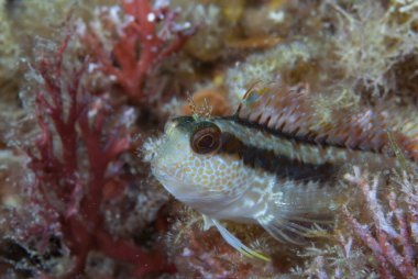 Beyaz Blenny Parablennius rouxi