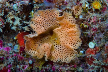 Bryozoan Colony Medas Islands clipart