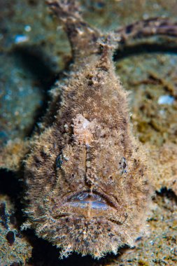 Dişi kurbağa balığı Antennarius hispidus