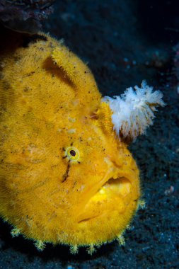 Dişi kurbağa balığı Antennarius hispidus