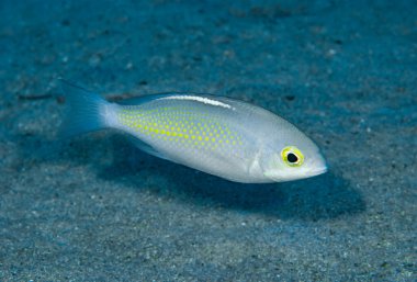 Whitestreak Tek Göz Bream Scolopsis ciliatus