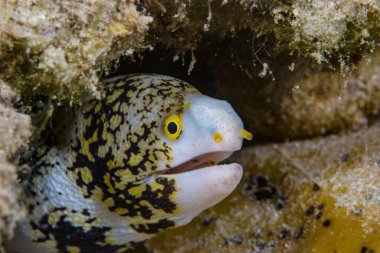 Bulutlu Moray Echidna bulutsusu