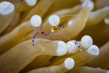 Genç iğneli mürekkep balığı Endonezya