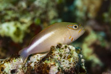 Arc-eye şahin balığı Parracirrhites arcatus