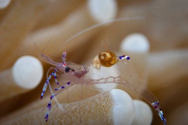 Parazitli Açıklama Karidesi (Ancylomenes tosaensis)
