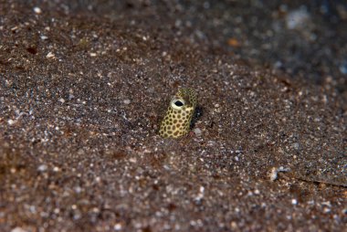 Görülen bahçe yılanbalığı Heteroconger hassi