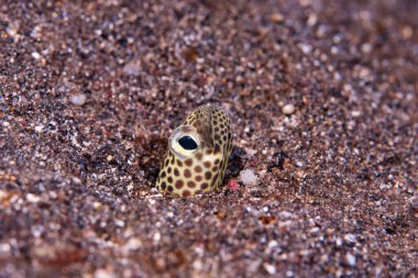 Görülen bahçe yılanbalığı Heteroconger hassi