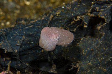 Genç iğneli mürekkep balığı Endonezya