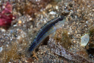 Mavi Benekli Moloz Goby (Asterropteryx ensifera)