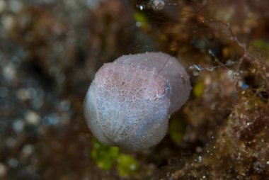 Genç iğneli mürekkep balığı Endonezya