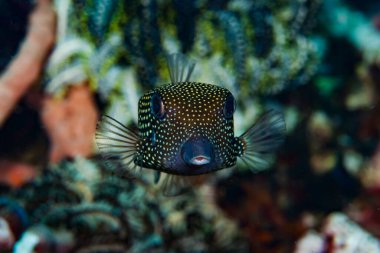 Benekli Kutu Balığı Ostracion meleagris