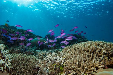 Mor Anthias Pseudanthias tuka