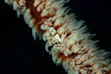 Kırbaç Mercan Karidesi Pontonides Ankeri