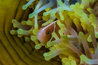 Pembe Anemonefish Amphiprion perideraion, birçok deniz şakayığını barındıran bir 