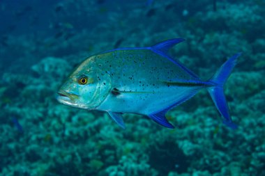 Mavi yüzgeçli trevally, Caranx melampygus 