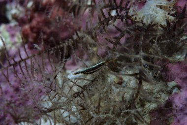 Crinoid yordamı Karides Kristimenes commensalis