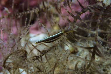 Crinoid yordamı Karides Kristimenes commensalis