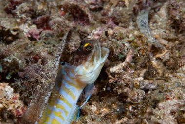 Sarı Çene Balığı Opisthognatus sp.