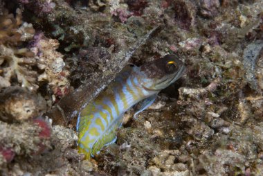 Sarı Çene Balığı Opisthognatus sp.