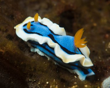 Kromodoris annae Çıplaklık Endonezya