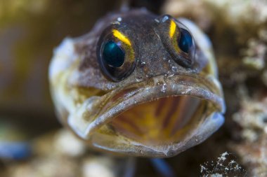 Yellowbar Çene Balığı (Opistugnathus sp.) Bu resimde, potansiyel bir istilacıya karşı tipik agresif davranışını gösteriyor (kameranın lensine yansıyan balık).)