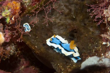 Kromodoris annae Çıplaklık Endonezya