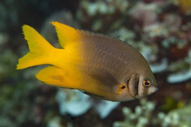 Sarı kuyruklu küçük hanım Neoglyphidodon nigroris