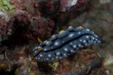 Phyllidia Endonezya 'nın Çıplaklar Dalında