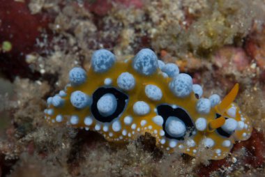 Phyllidia ocellata Çıplak Endonezya