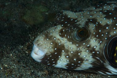Yıldızlar ve Çizgiler Kirpi Balığı Arothron hispidus