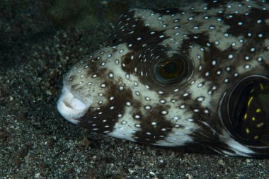 Yıldızlar ve Çizgiler Kirpi Balığı Arothron hispidus