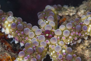 Tropikal bir denizyıldızının detayları