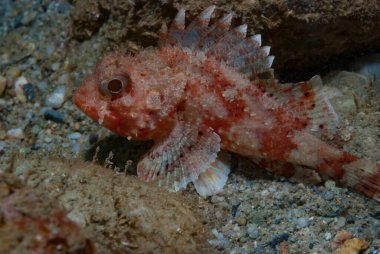 Kırmızı Akrep Balığı Scorpaena Scrofa