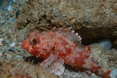 Kırmızı Akrep Balığı Scorpaena Scrofa