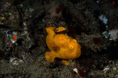 Boyalı kurbağa balığı Antennarius pictus