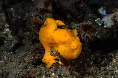 Boyalı kurbağa balığı Antennarius pictus