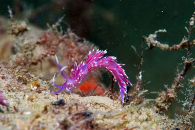 Flabellina pedata Akdeniz Çıplaklık 