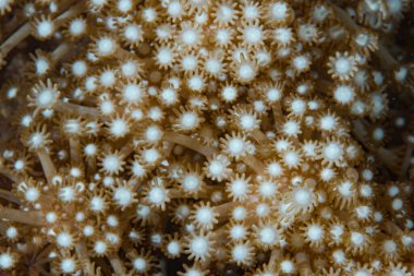 Yumuşak Mercan Polipleri ayrıntıları