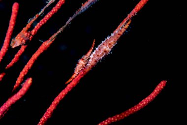 Egg cowrie Phenacovolva birostris