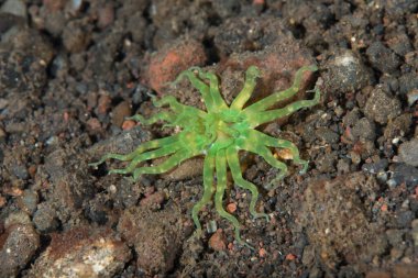 Edwardsianthus gilbertensis Deniz şakayığı
