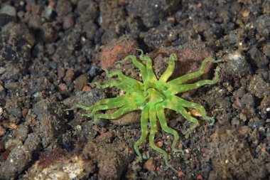 Edwardsianthus gilbertensis Deniz şakayığı