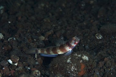 Geniş bantlı Karides-Goby Amblyeleotris periophthalma