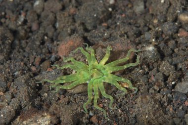 Edwardsianthus gilbertensis Deniz şakayığı