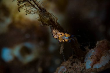 Favorinus tsuruganus Çıplak Bali
