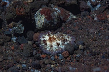 Dendrodoris tüberküloz Çıplak Bali