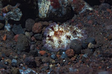 Dendrodoris tüberküloz Çıplak Bali