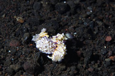 Sarsıntılı Mexichromis (Mexichromis multituberculata)